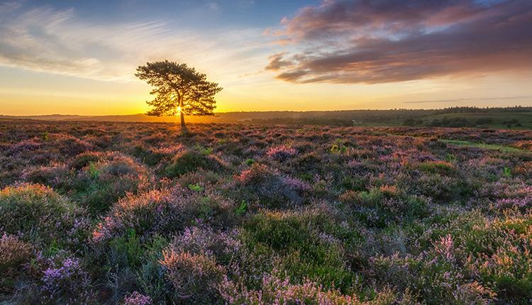 Ibsley Common, New Forest